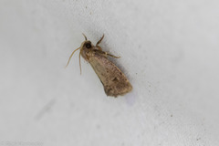 Acrolophus texanella