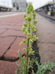 Reseda lutea