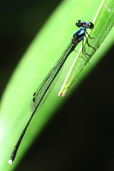 Prodasineura collaris