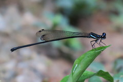 Prodasineura collaris