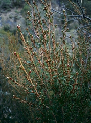 Spyridium ulicinum
