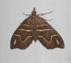 Chaetolopha leucophragma