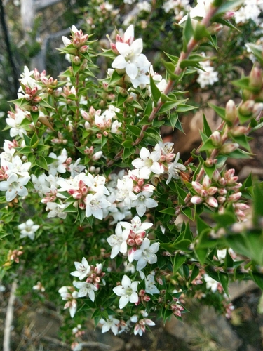 Epacris acuminata · iNaturalist