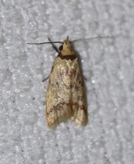 Heteroteucha anthodora