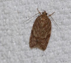 Garrha atoecha