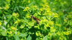 Philanthus crabroniformis