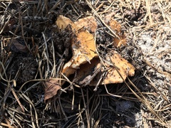 Russula ventricosipes