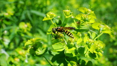 Philanthus crabroniformis
