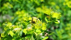 Philanthus crabroniformis