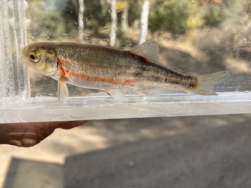 Redside Shiner