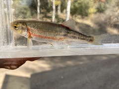 Richardsonius balteatus