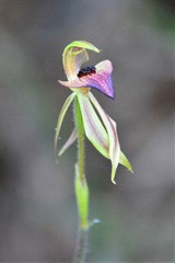 Caladenia tessellata