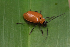 Isotes eruptiva