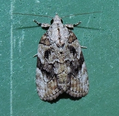 Etanna clopaea