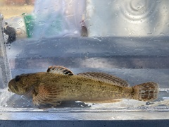Cottus beldingii