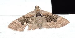 Mnesiloba eupitheciata