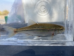 Richardsonius balteatus