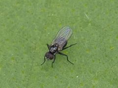 Coenosia atra