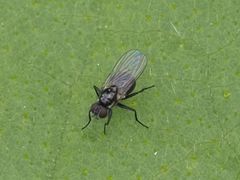 Coenosia atra