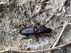 Stenomorphus