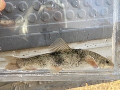 Pantosteus platyrhynchus