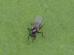 Coenosia atra