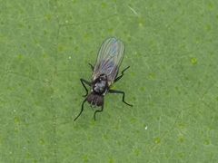 Coenosia atra