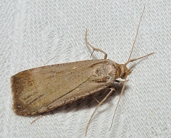 Tathorhynchus fallax