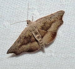 Laspeyria concavata