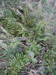 Blechnum novae-zelandiae
