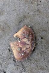 Metacarcinus magister