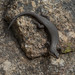 Black Rock Skink - Photo (c) Isaac Clarey, some rights reserved (CC BY-NC), uploaded by Isaac Clarey