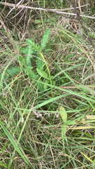 Cirsium pumilum