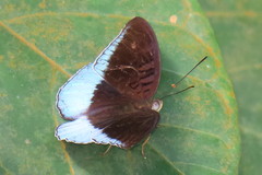 Tanaecia iapis puseda