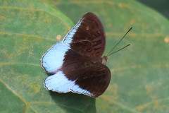 Tanaecia iapis puseda