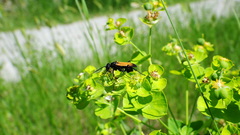 Cryptocheilus terminatus