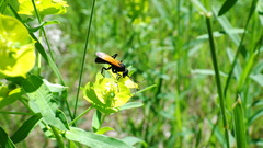 Cryptocheilus terminatus