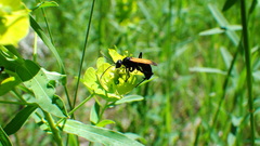 Cryptocheilus terminatus