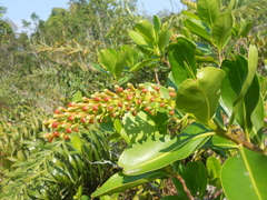 Marcgraviaceae