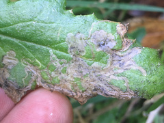 Stigmella ogygia