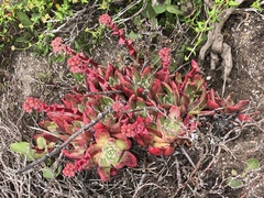 Dudleya farinosa