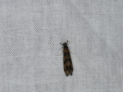 Mystacides longicornis