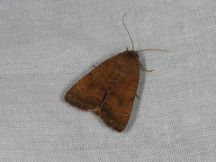 Noctua interjecta
