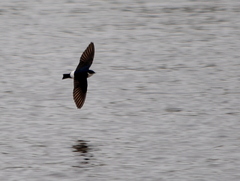 Tachycineta leucopyga