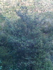 Allocasuarina duncanii