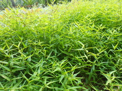 Dicliptera angustifolia