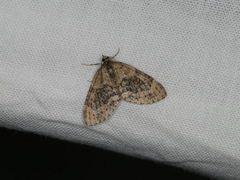 Acasis viretata