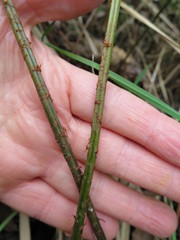 Blechnum novae-zelandiae