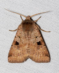Diarsia esurialis