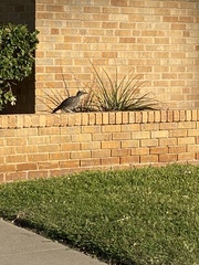 Geococcyx californianus